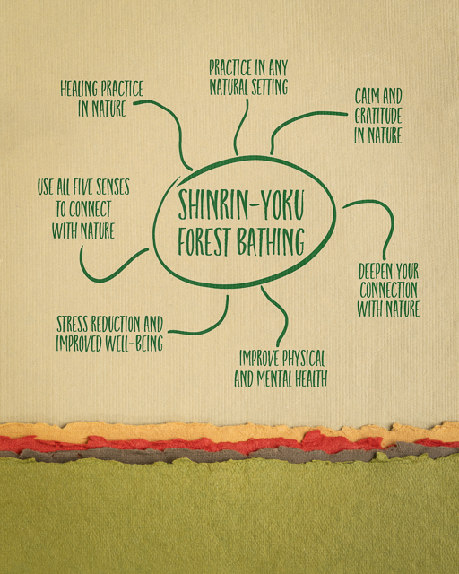 Japanese concept of shinrin-yoku - forest bathing